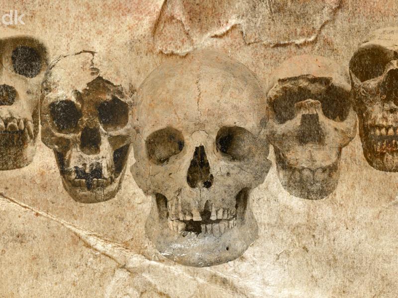 DNA og fossiler udvider vores stamtræ // livestream fra Aarhus Universitet